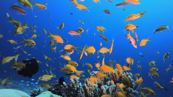 Tropical Underwater View Sea Fishes