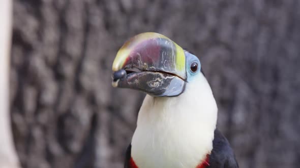 Close up view of Toucan being fed a grape