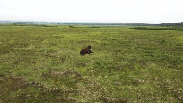 Kamchatka Brown Bear Runs Quickly Across a Green Field