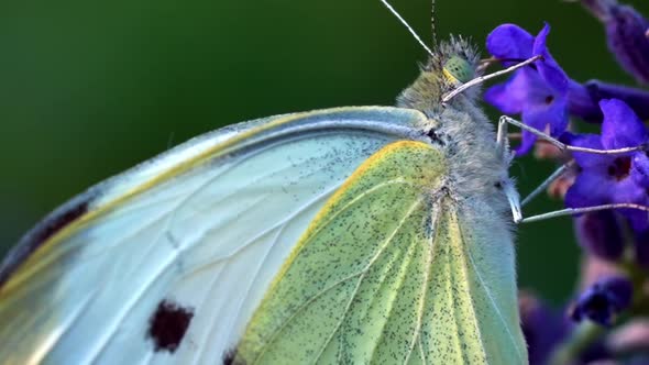 Macro Shot Of Large White Butterfly Sucking Nectar On Purple Flower Then Fly Away. slow motion