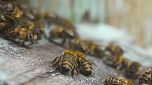 Honey Bees Fly Near Their Wooden Hive, Get Together and Carry Collected Nectar.