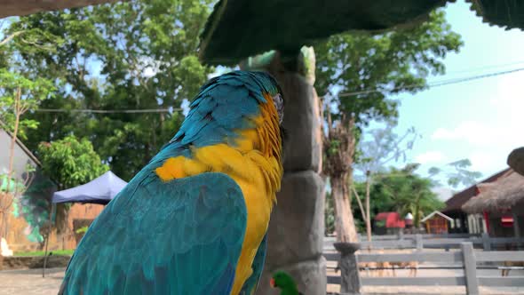 Blue and Gold Macaw