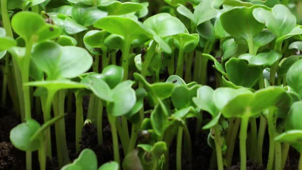 Growing Plants in Spring Timelapse