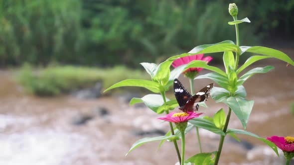 black butterfly perched on a red flower with a river in the background. macro insect in nature clips