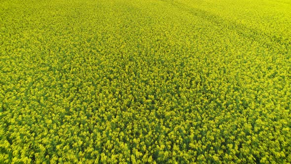 Yellow Oilseed Rape Field Close Up