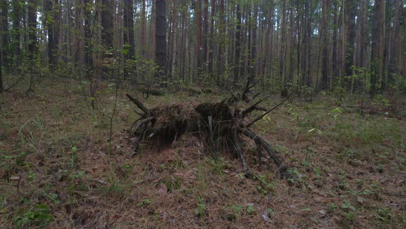 Roots Of A Fallen Tree In The Forest
