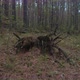 Roots Of A Fallen Tree In The Forest - VideoHive Item for Sale