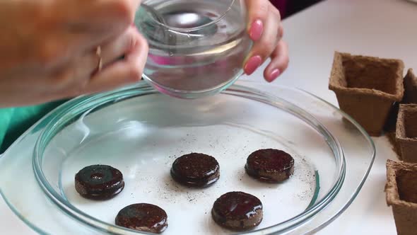 Growing Seedlings At Home