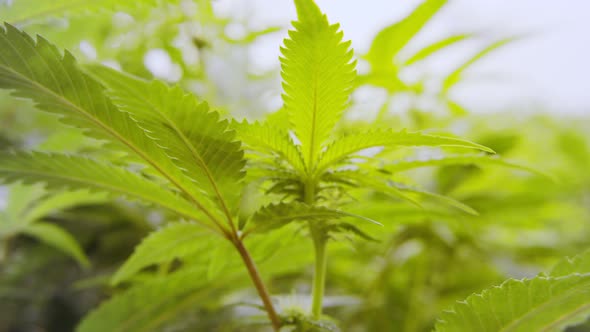 Close up on medical Cannabis plants growing inside a greenhouse