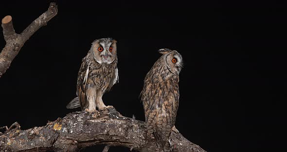 Long Eared Owl, asio otus, Adults, Pair, Normandy in France, Real Time 4K