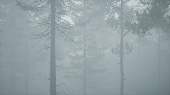 Cloudy Autumn Day in the Pine Forest with Fog