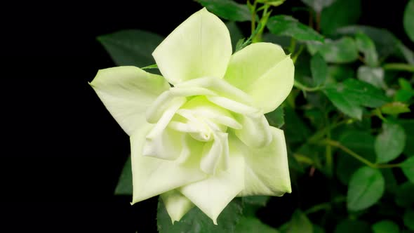 Time Lapse of Growth and Opening White Rose Flower