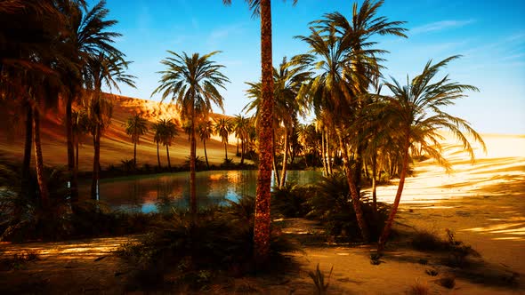 Oasis with Palm Trees in Desert