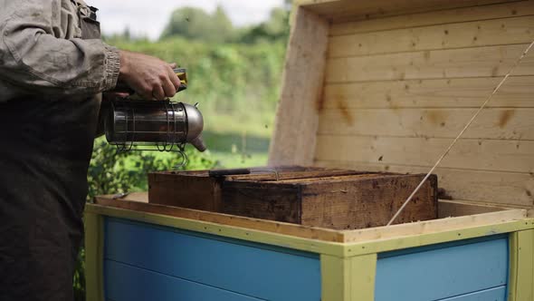 Apiculture in Traditional Honey Production Farm, Beekeeper in Work Pumping Bee Smoker towards the Wo