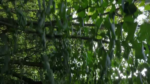 Vertical Video of a Forest with Trees in Ukraine