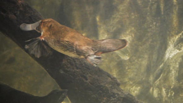 platypus swims and searches for food underwater