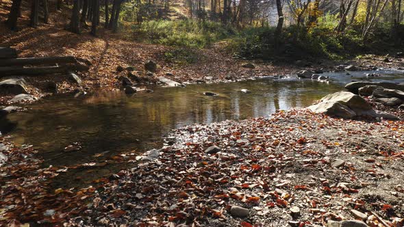 Forest river in autumn