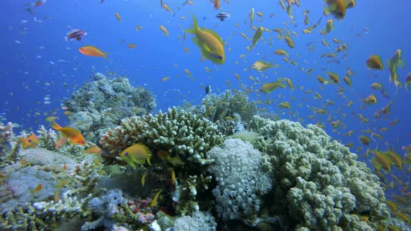 Tropical Coral Garden