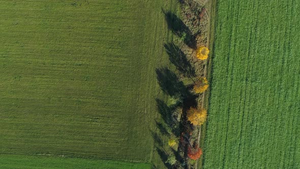 Aerial view of row of trees in autumn colors with rural road