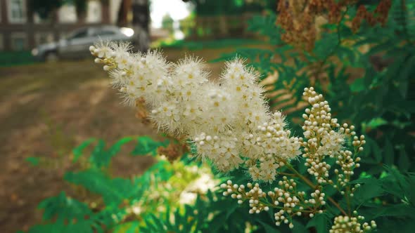 Fluffy Bumblebee Pollinating White Sweetsmelling Meadowsweet Flowers Slowmo