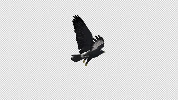 African Eagle - 4K Flying Loop - Top Back Angle