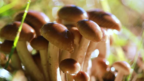 Armillaria Mushrooms of Honey Agaric In a Sunny Forest in the Rain.