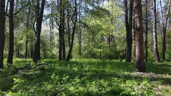 Green Forest During the Day Aerial View