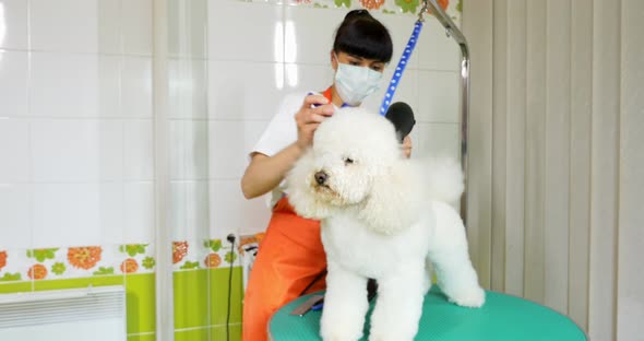 Dog Grooming in Salon. Professional Dog Groomer. Beautiful Young Woman Making Hairstyle for Dog