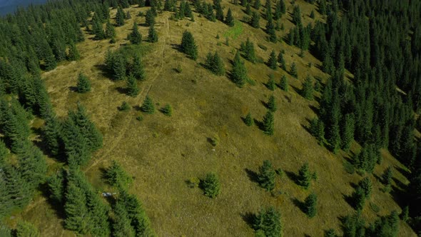 Aerial Peaceful Green Hills with Amazing Spruce Forest View at Warm Summer Day