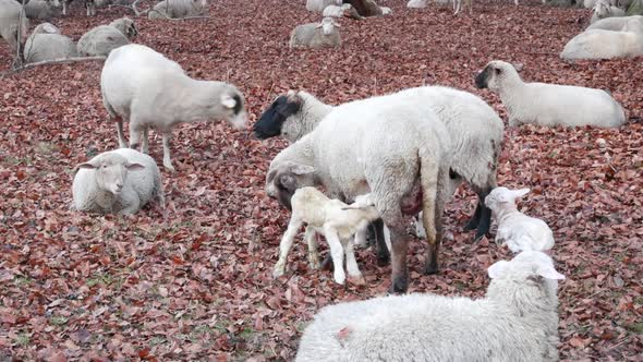 Newborn lamb eagerly drinking milk. Mother and baby still bloody from giving biorth, baby has umbili