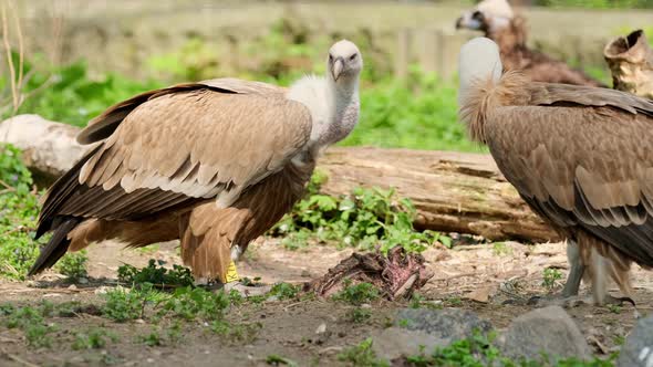 African Vulture Eating Meat From Dead Animal in zoo