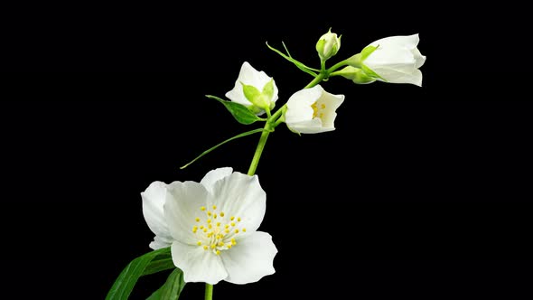 Jasmine White Flowers Open in Time Lapse on a Black Background and Wilt Soon After Bloom