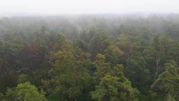 Fog in the Forest Aerial View