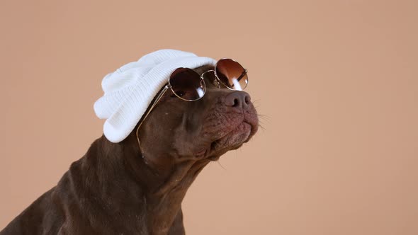 Side View of an American Pit Bull Terrier Wearing Sunglasses and a White Hat on His Head