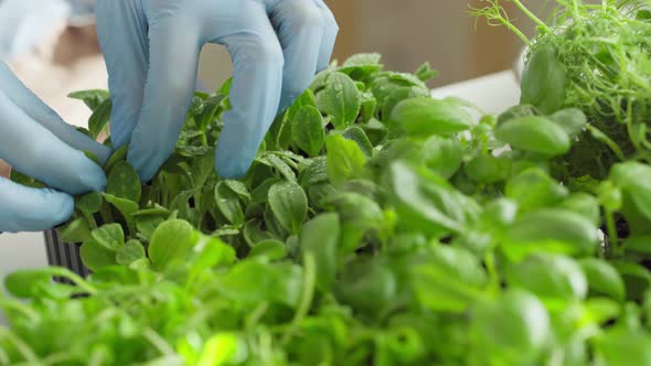 Gloved Hands of a Gardener Touching Sprouts of Microgreen Close Up