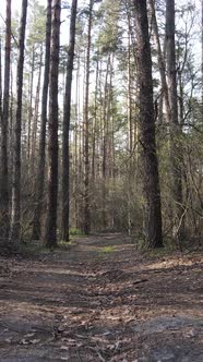 Vertical Video of a Road in the Forest Slow Motion