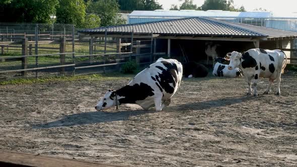 Cows Resting on Cowshed at Sunset Lying and Walking Outdoors in Countryside