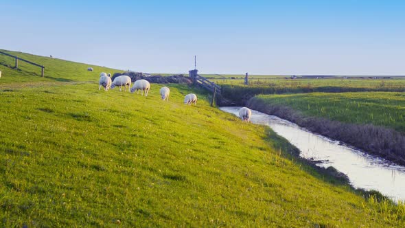 organic farming sheep maintain strength Dutch sea dike