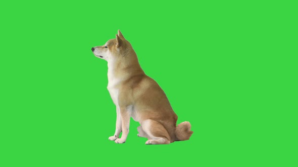 Beautiful Shiba Inu Puppy Sitting on a Green Screen, Chroma Key.