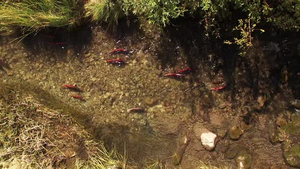 Aerial view of Kokanee Salmon spawning in a small river in Utah