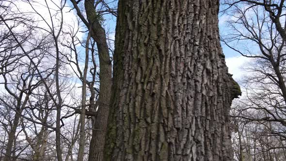 Aerial View of a Forest Without Leaves Slow Motion