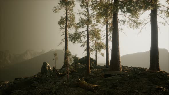 Cliff with Trees and Light of the Sun alt