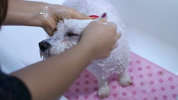 Closeup of a Girl Bathing Her Dog in the Bathroom