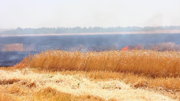 Agricultural Wheat Field Burns on a Dry Sunny Day