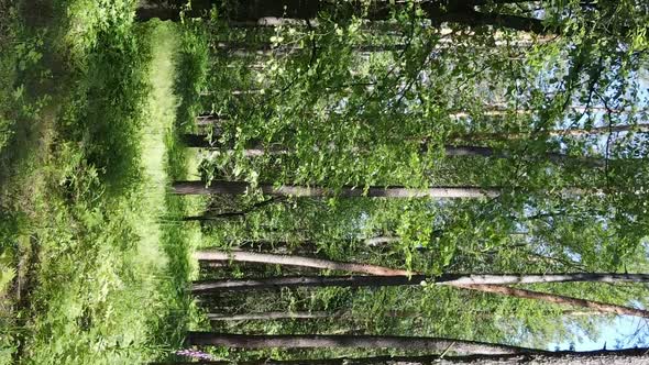 Vertical Video Aerial View Inside a Green Forest with Trees in Summer