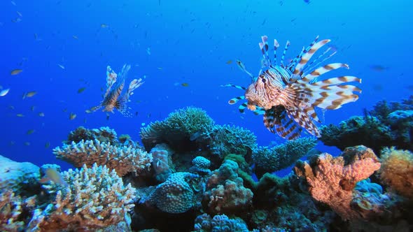 Underwater Lion-fish Dancing