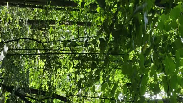 Vertical Video of a Forest with Trees