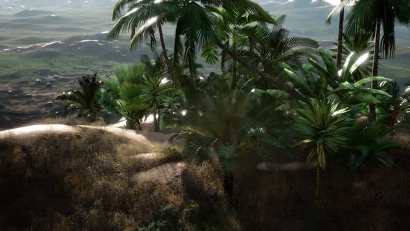 Plantation of Palm Trees at Ein Gedi in the Dead Sea alt