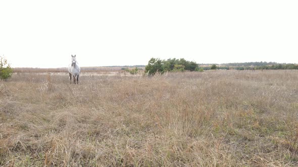 Horse in the Field in Autumn Slow Motion