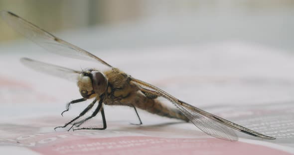 Wide shot of a two-spotted dragonfly sitting on a table. Static shot with shallow depth of field.